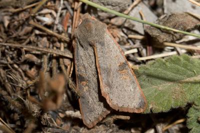  Ammopolia witzenmanni (Standfuss, 1890)