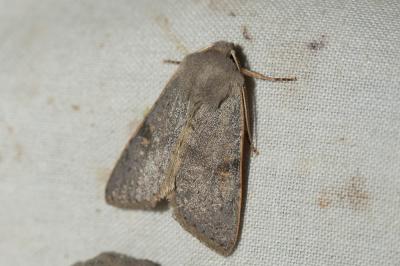  Ammopolia witzenmanni (Standfuss, 1890)