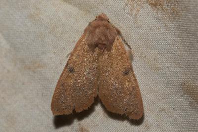 Ammopolia witzenmanni (Standfuss, 1890)