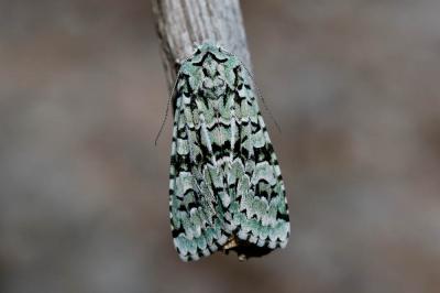 Runique (La) Griposia aprilina (Linnaeus, 1758)