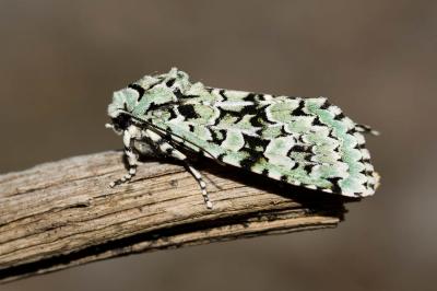 Runique (La) Griposia aprilina (Linnaeus, 1758)