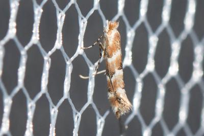  Phyllonorycter cephalariae (Lhomme, 1934)