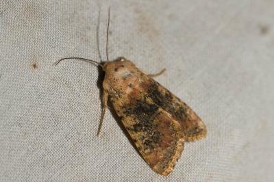 Xyline argillacée (La) Polymixis argillaceago (Hübner, 1822)