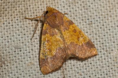 Xanthie dorée (La) Tiliacea aurago (Denis & Schiffermüller, 1775)