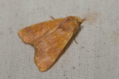 Xanthie dorée (La) Tiliacea aurago (Denis & Schiffermüller, 1775)