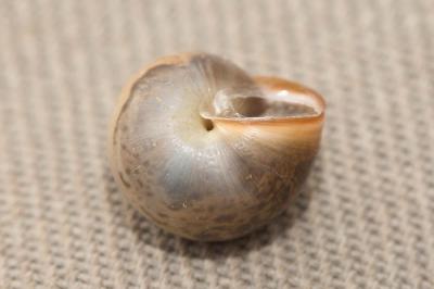 Petit moine Monacha cartusiana (O.F. Müller, 1774)