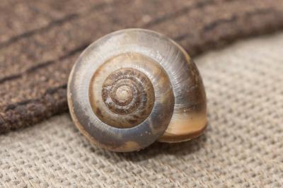 Petit moine Monacha cartusiana (O.F. Müller, 1774)