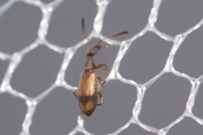  Endomia unifasciata (Bonelli, 1812)