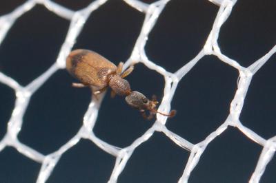  Endomia unifasciata (Bonelli, 1812)