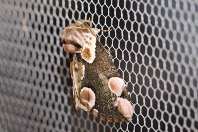 Batis (La) Thyatira batis (Linnaeus, 1758)