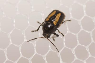  Cryptocephalus vittatus Fabricius, 1775
