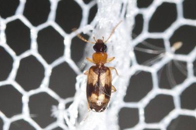  Philorhizus notatus (Stephens, 1827)