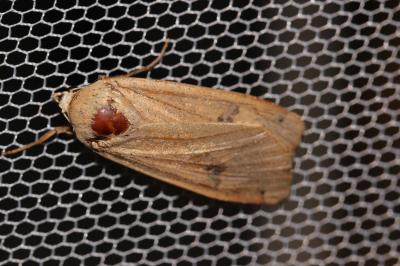 Hibou (Le) Noctua pronuba (Linnaeus, 1758)