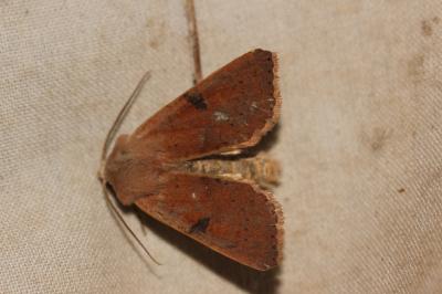  Ammopolia witzenmanni (Standfuss, 1890)