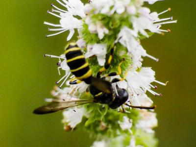  Cerceris quadricincta (Panzer, 1799)