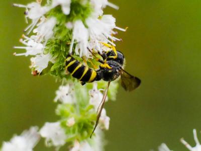  Cerceris quadricincta (Panzer, 1799)