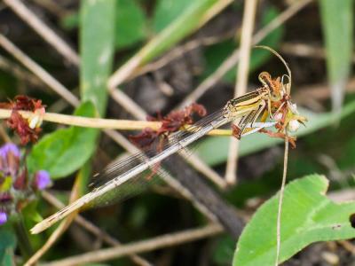 Agrion blanchâtre Platycnemis latipes Rambur, 1842