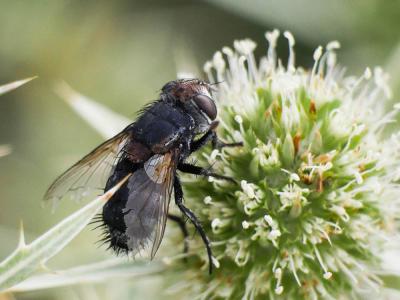  Onychogonia flaviceps (Zetterstedt, 1838)
