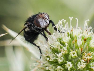  Onychogonia flaviceps (Zetterstedt, 1838)