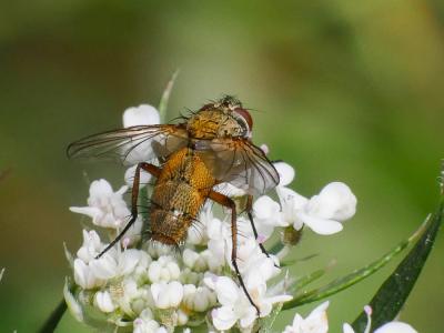  Dexia rustica (Fabricius, 1775)