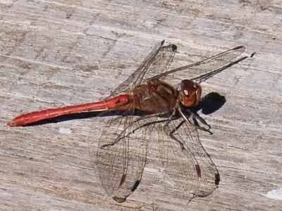Sympétrum méridional (Le) Sympetrum meridionale (Selys, 1841)