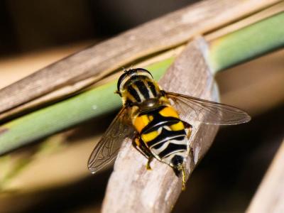  Helophilus trivittatus (Fabricius, 1805)