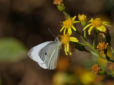 Piéride de la Rave (La), Petit Blanc du Chou (Le), Pieris rapae (Linnaeus, 1758)