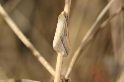 Phalène sacrée (La) Rhodometra sacraria (Linnaeus, 1767)