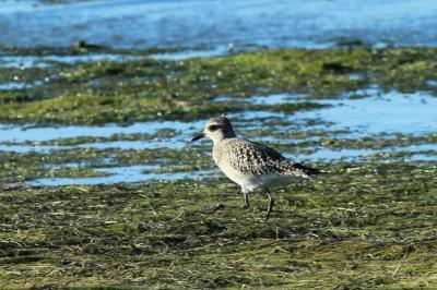 Pluvier argenté Pluvialis squatarola (Linnaeus, 1758)