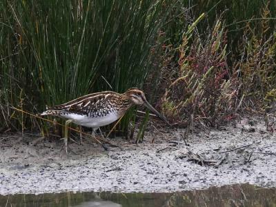 Bécassine des marais Gallinago gallinago (Linnaeus, 1758)