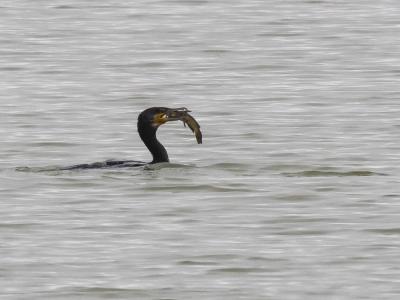 Grand Cormoran Phalacrocorax carbo sinensis (Shaw & Nodder, 1801)