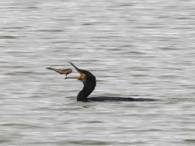 Grand Cormoran Phalacrocorax carbo sinensis (Shaw & Nodder, 1801)