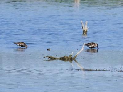 Bécasseau variable Calidris alpina (Linnaeus, 1758)