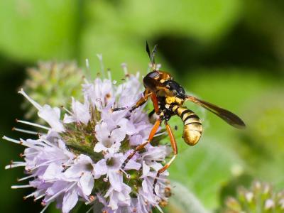  Conops insignis Loew, 1848