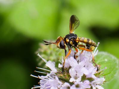  Conops insignis Loew, 1848