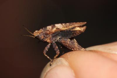 Tétrix forestier, Tétrix des clairières, Tétrix co Tetrix undulata (Sowerby, 1806)