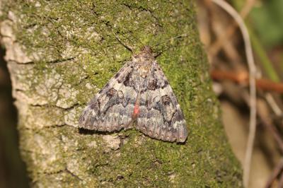 Conjointe (La) Catocala coniuncta (Esper, 1787)