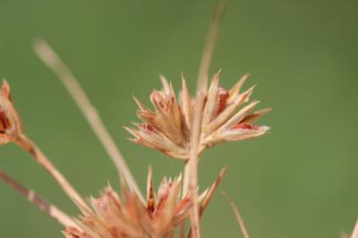 Jonc hybride Juncus hybridus Brot., 1804