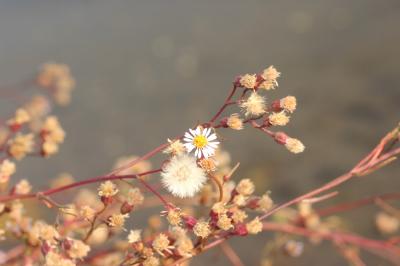 Aster maritime, Aster de Hongrie Tripolium pannonicum (Jacq.) Dobrocz., 1962