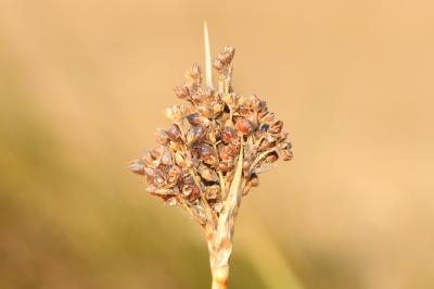 Jonc aigu, Jonc à tépales pointus Juncus acutus L., 1753