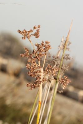 Jonc du littoral, Jonc des grèves, Jonc littoral Juncus littoralis C.A.Mey., 1831