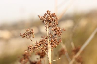 Jonc du littoral, Jonc des grèves, Jonc littoral Juncus littoralis C.A.Mey., 1831