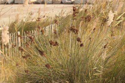 Jonc du littoral, Jonc des grèves, Jonc littoral Juncus littoralis C.A.Mey., 1831