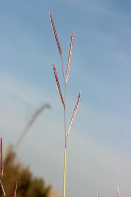 Spartine bigarrée Spartina patens (Aiton) Muhl., 1813