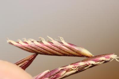 Spartine bigarrée Spartina patens (Aiton) Muhl., 1813
