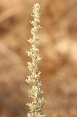 Armoise bleuâtre de France, Armoise de France Artemisia caerulescens subsp. gallica (Willd.) K.Perss., 1974
