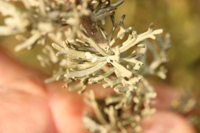 Armoise bleuâtre de France, Armoise de France Artemisia caerulescens subsp. gallica (Willd.) K.Perss., 1974