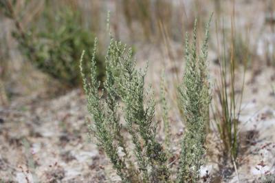 Armoise bleuâtre de France, Armoise de France Artemisia caerulescens subsp. gallica (Willd.) K.Perss., 1974
