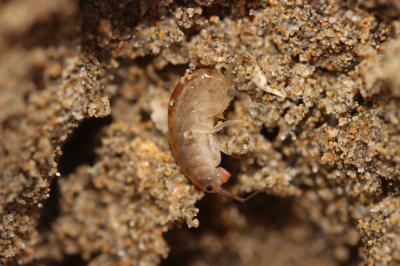Puce de mer (La), Talitre (La) Talitrus saltator (Montagu, 1808)