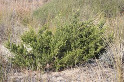 Genévrier Juniperus phoenicea subsp. turbinata (Guss.) Arcang., 1882